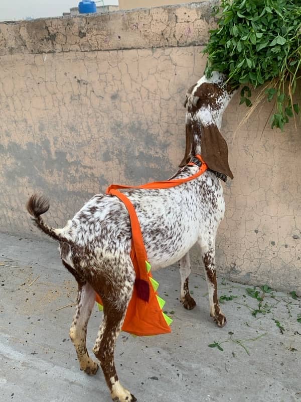 Goats with kids 18