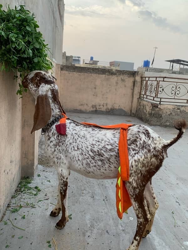 Goats with kids 19