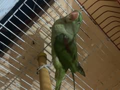 Green raw parrot