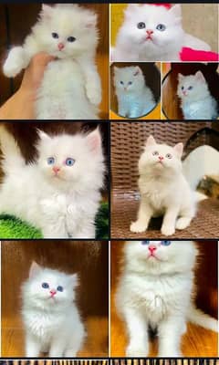 Need Persian cat for free