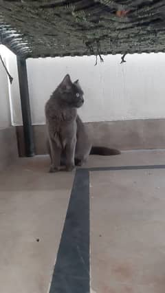 Persian Cat With Double Coated Reasonable Price 3K