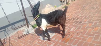 Betail goat urgent for sale,12,3,25 ko hi bachy dia,