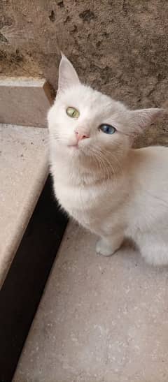 Beautiful Cat for sale (Different Color of each Eye)