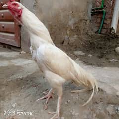 Beautiful bird color pepar wight contact no 03184416251