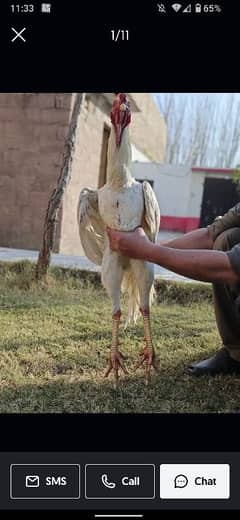 Hopeland Fancy Birds Homebreed German O Shamo male