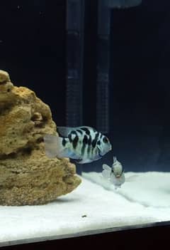 Polar Parrot Breeding Pair