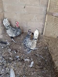 fancy hen pair