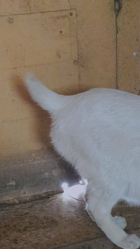 Persian single coated cat cut tail 3