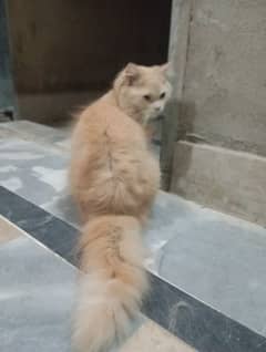 Persian Cat Male 8Months Old Triple Coated