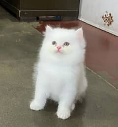 Persian kittens for sale 03287576736 call wahtasp