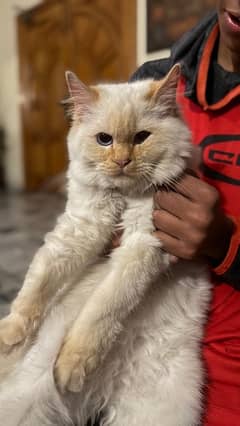 Persian Kitten 5 Monts Old Well cared Of Vaccinated Litter Trained