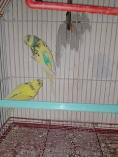 budgie pair