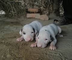 pure gultair puppies for sale