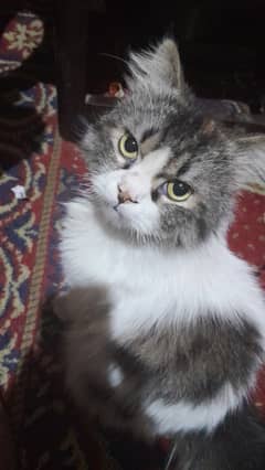 Persian cat male white and gray