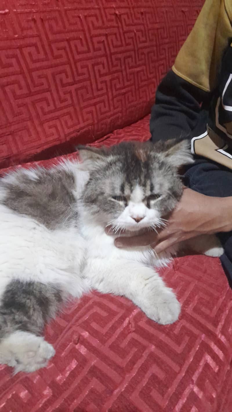 Persian cat male white and gray 2