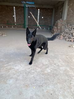 German Shepherd Pure Black