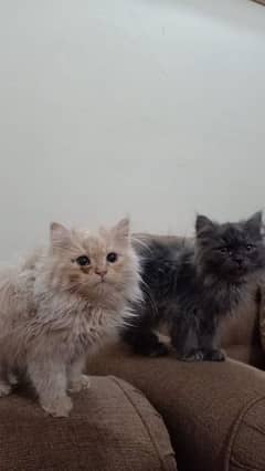 Persian kittens