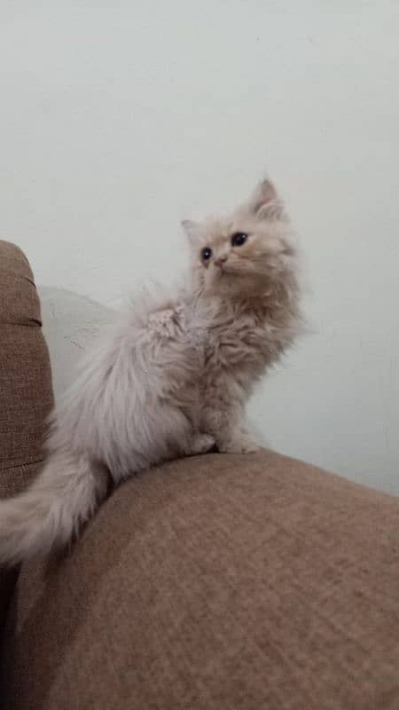 Persian kittens 2