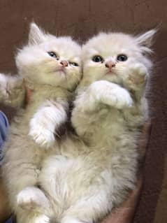 Persian kittens for sale