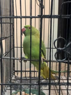 Parrot with cage 7000