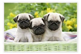 pug puppy for sale