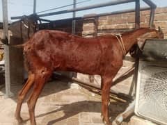 pure  A+ quality confirm 2 month gaban bakri  sale he. 03098287558