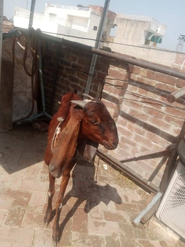 pure  A+ quality confirm 2 month gaban bakri  sale he. 03098287558 1