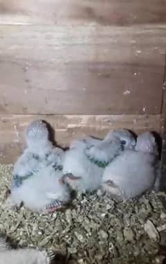 green chick conure pineapple conure chiks Fawn java decino pathe