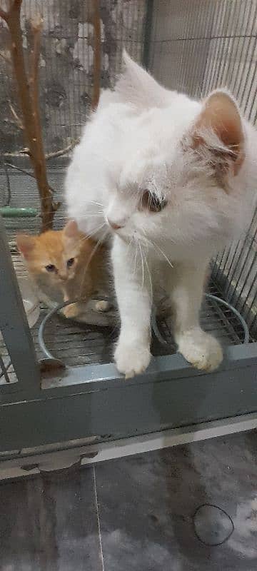 Female cat with male baby. 0