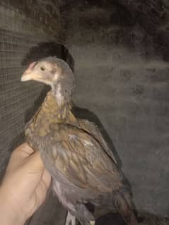 High quality aseel chicks and eggs in reasonable price