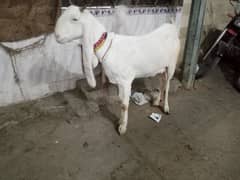 gulabi bakri with male kid's