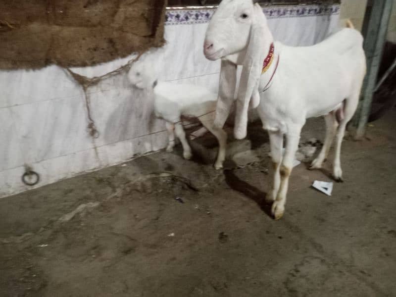 gulabi bakri with male kid's 2