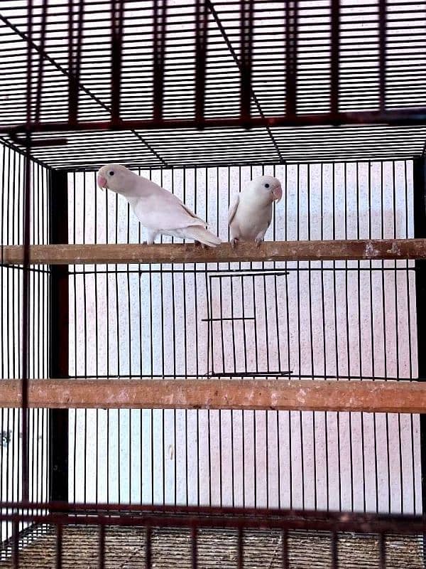 lovebirds setup albino |cremino |Green opalines 4