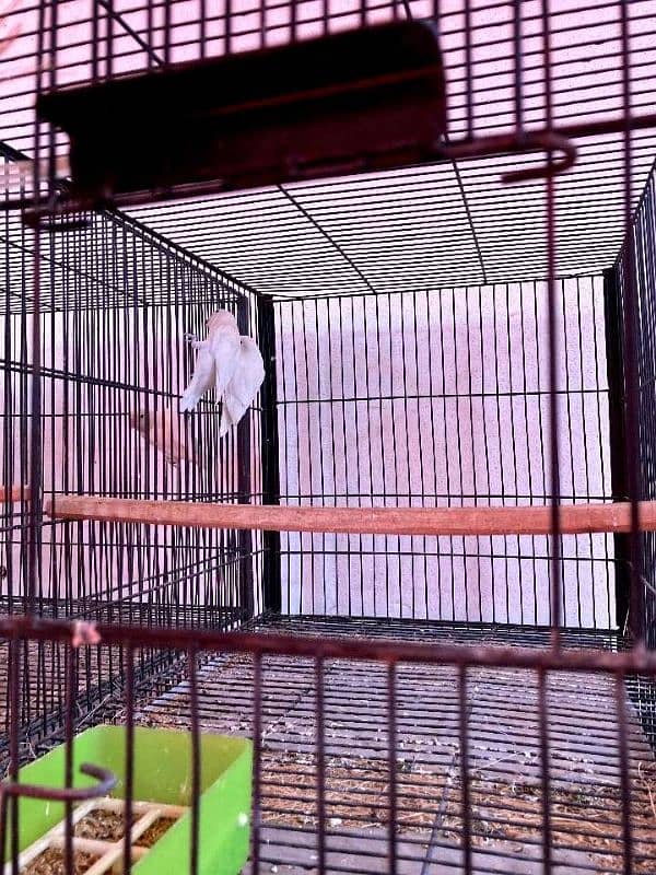 lovebirds setup albino |cremino |Green opalines 7