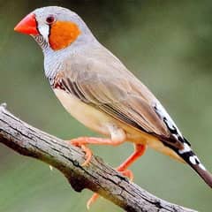 zebra finch available for sale king size breeder pairs in lahore