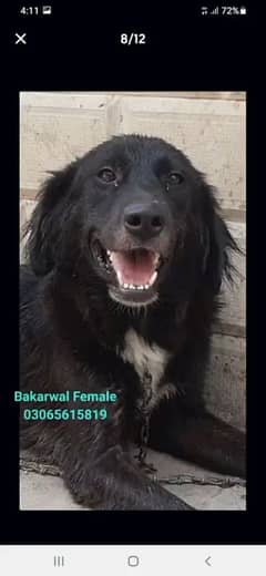 Bakarwal Female