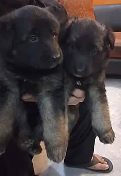 German shepherd puppies