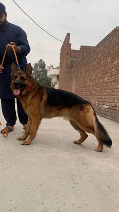 German shepherd dog male for sale