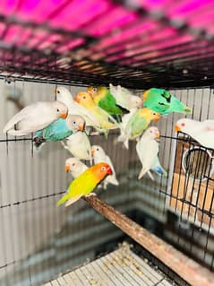 Love Birds/Castino/Strata off-line/Criminal/parrots/albino/blue bird