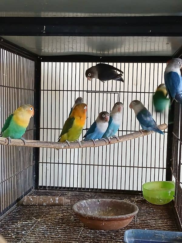 Love Birds/Castino/Strata off-line/Criminal/parrots/albino/blue bird 1