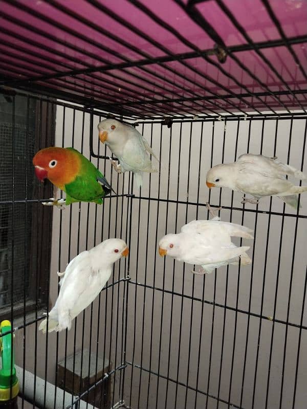 Love Birds/Castino/Strata off-line/Criminal/parrots/albino/blue bird 6