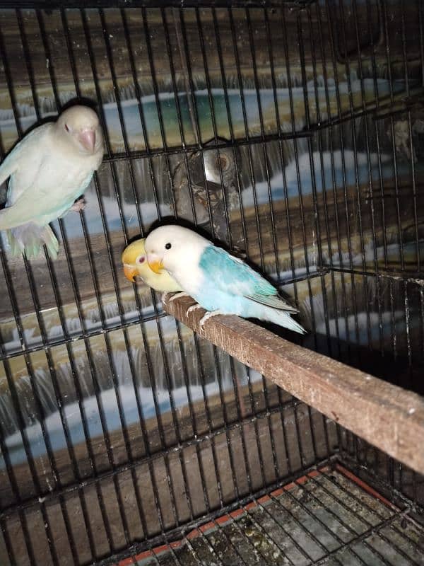 Love Birds/Castino/Strata off-line/Criminal/parrots/albino/blue bird 10