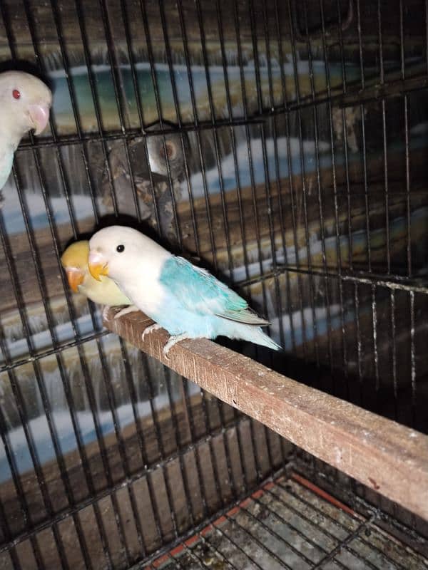 Love Birds/Castino/Strata off-line/Criminal/parrots/albino/blue bird 12