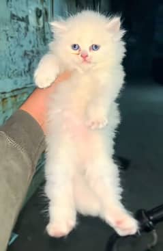 Cat/ Persian/ kittens/ Punch face/ triple coated/; Blue Eyes/ Baby/