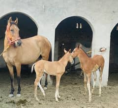 dawak ghori pregnant 4 months with  colt age 4 month