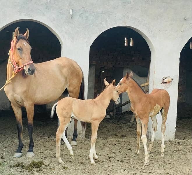 dawak ghori pregnant 4 months with  colt age 4 month 0