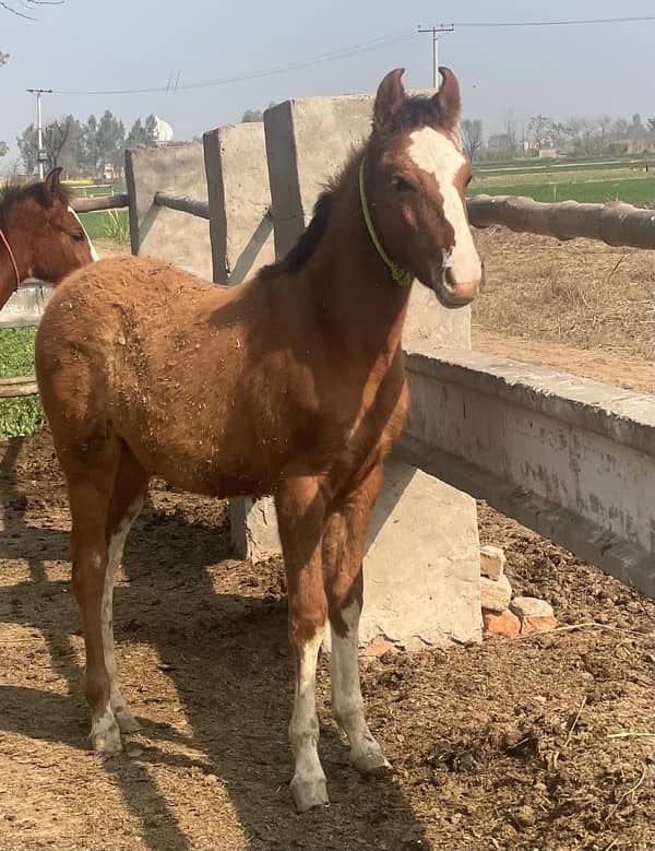 dawak ghori pregnant 4 months with  colt age 4 month 3