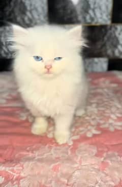 Cat/ Persian/ kittens/ Punch face/ triple coated/; Blue Eyes/ Baby/