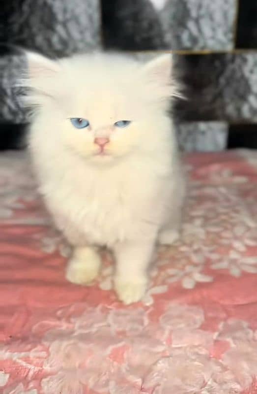 Cat/ Persian/ kittens/ Punch face/ triple coated/; Blue Eyes/ Baby/ 0