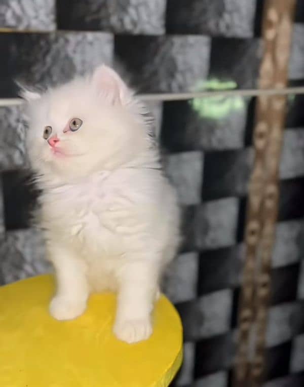 Cat/ Persian/ kittens/ Punch face/ triple coated/; Blue Eyes/ Baby/ 1